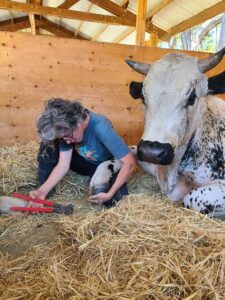 caring for farm animals