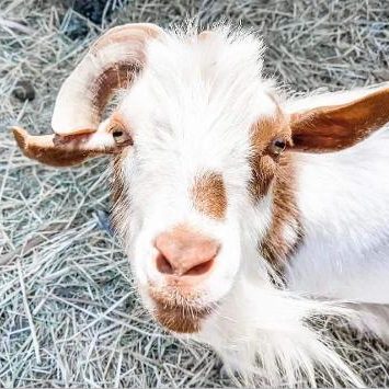 picture of teddy the goat